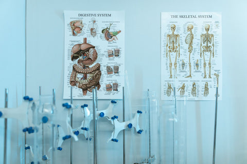 Wall Charts